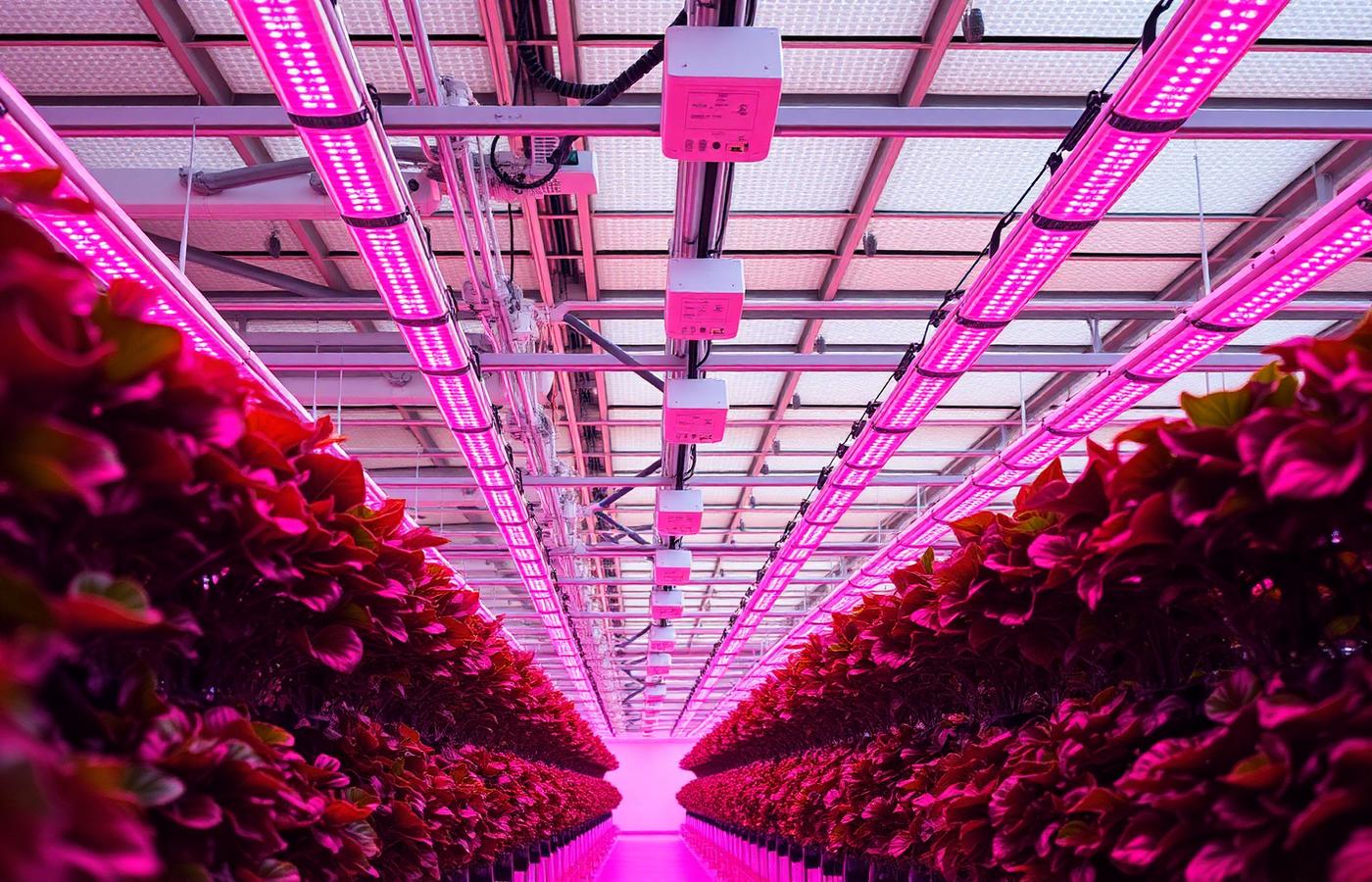 Commercial greenhouse interior with LED horticultural grow lights over healthy crops