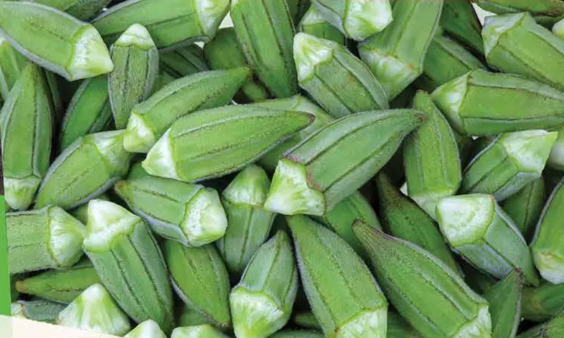 IQF Okra Supplier food ingredient supplier